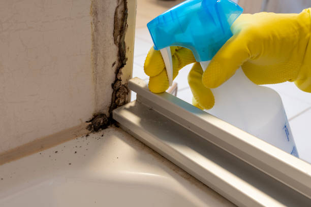 Best Insurance-Related Mold Remediation in Calais, ME